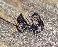 Pachycondyla harpax