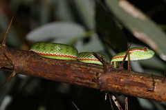 Trimeresurus popeiorum