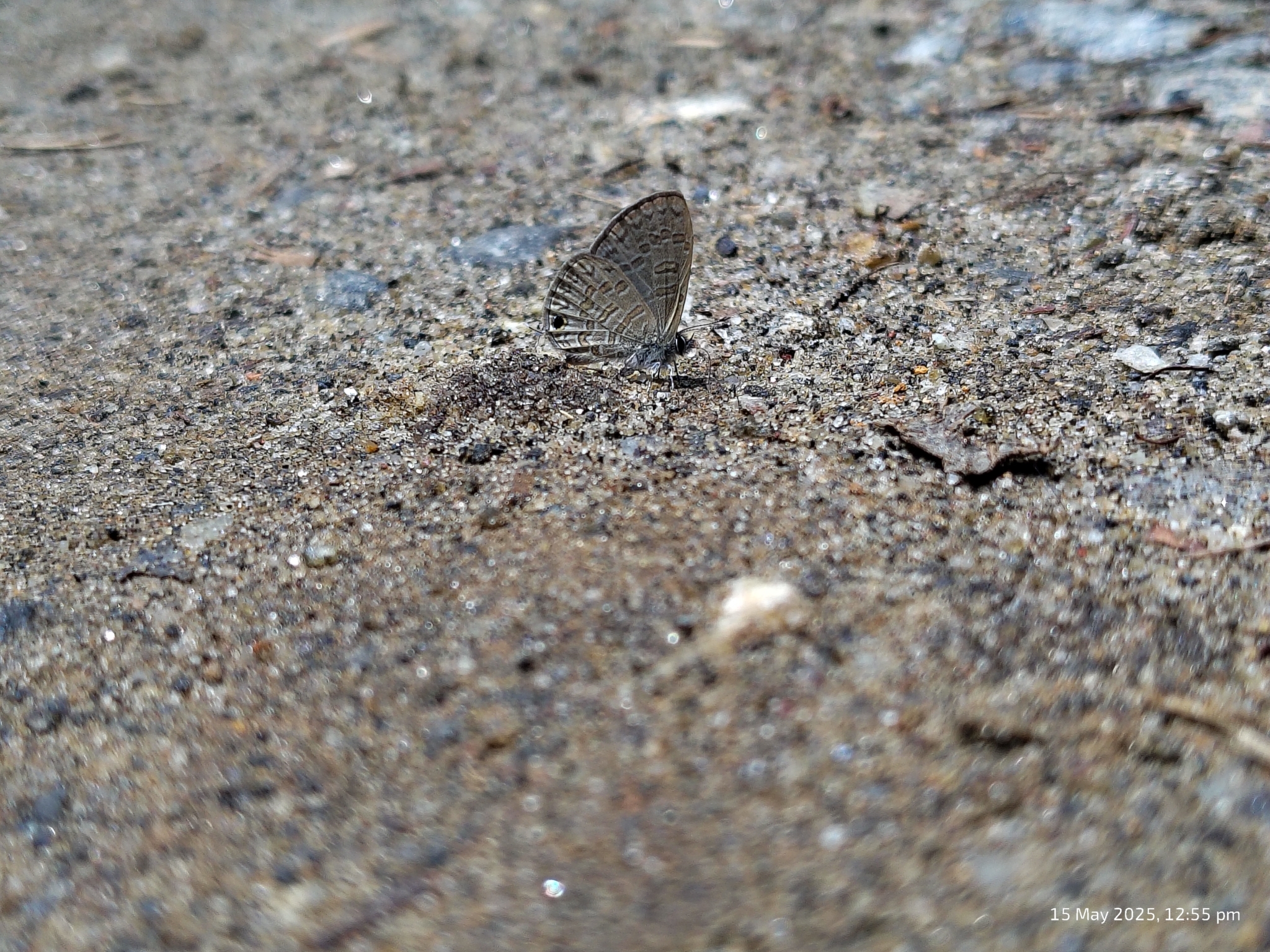 Common Lineblue