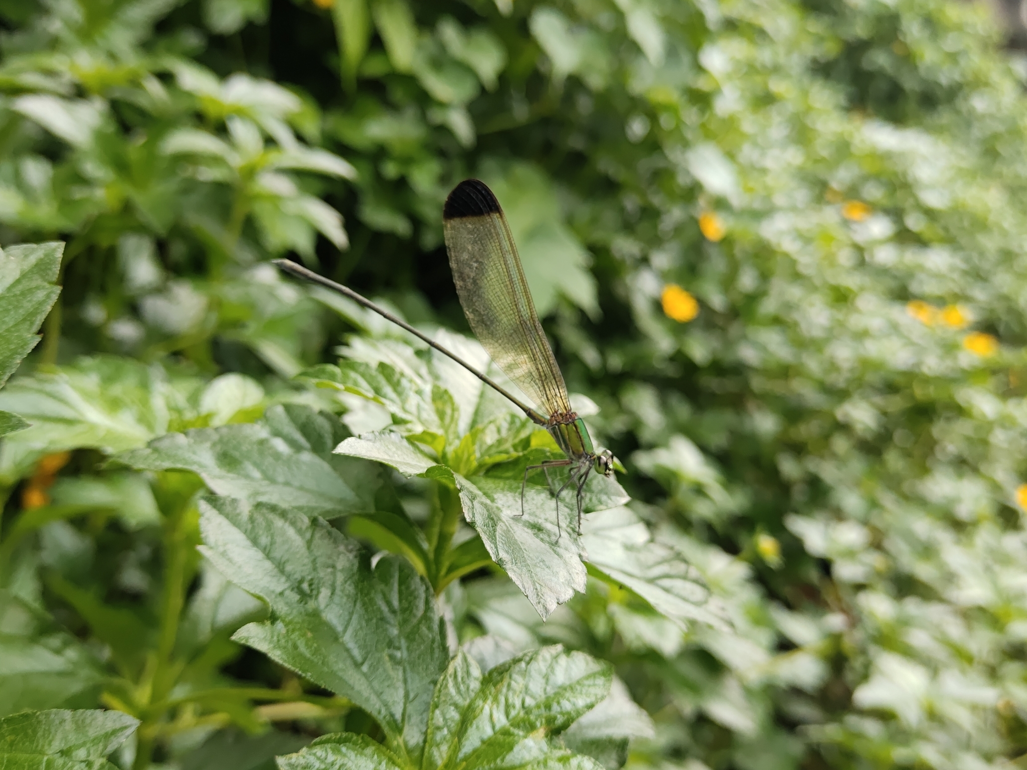 Black-Tip Flashwing