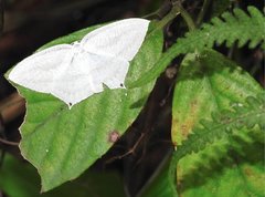 Acropteris ciniferaria