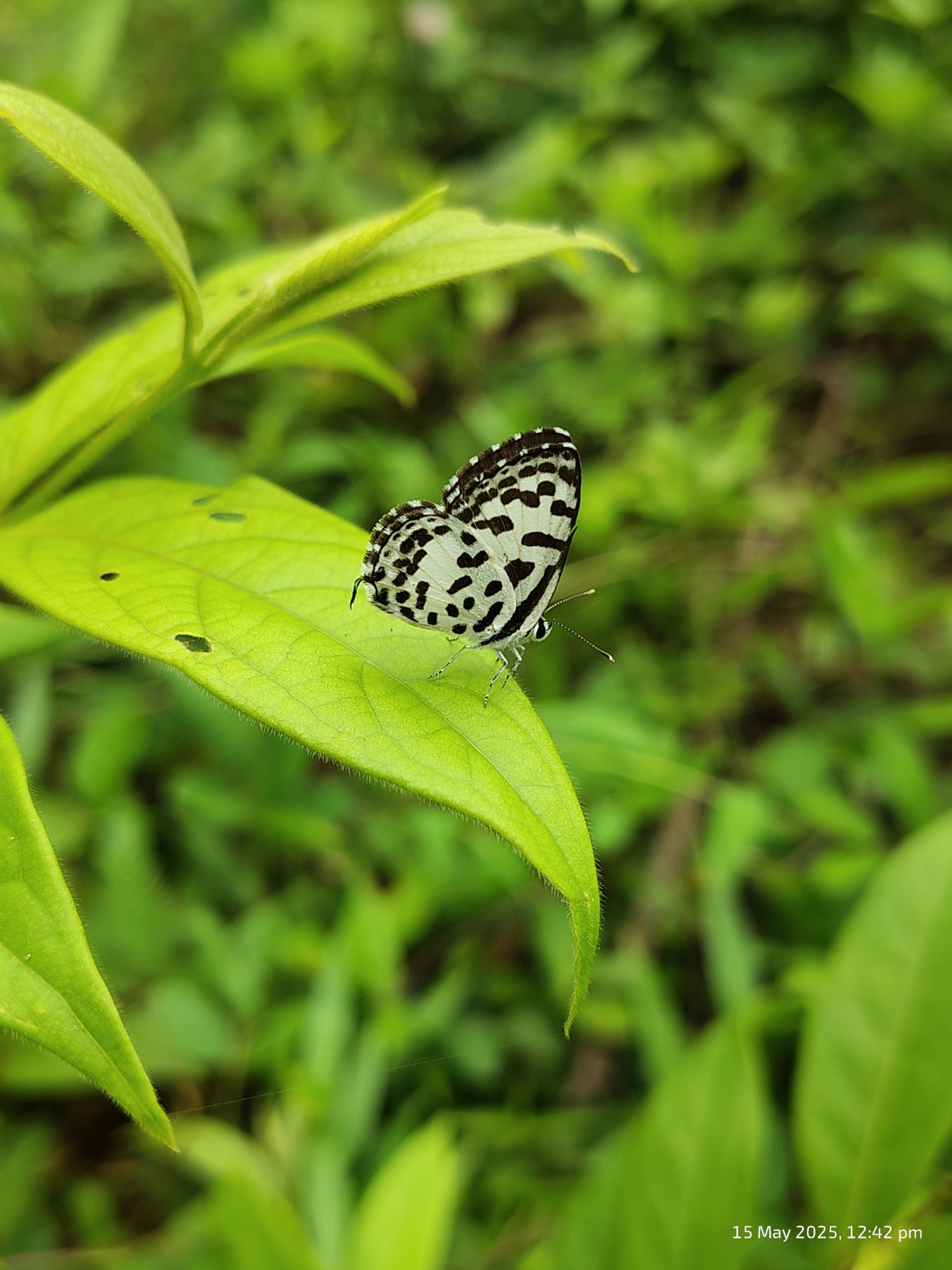 Common Pierrot