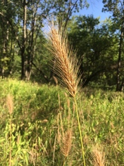 Elymus glabriflorus