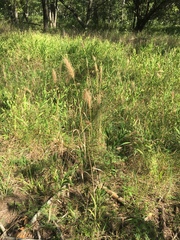 Elymus glabriflorus