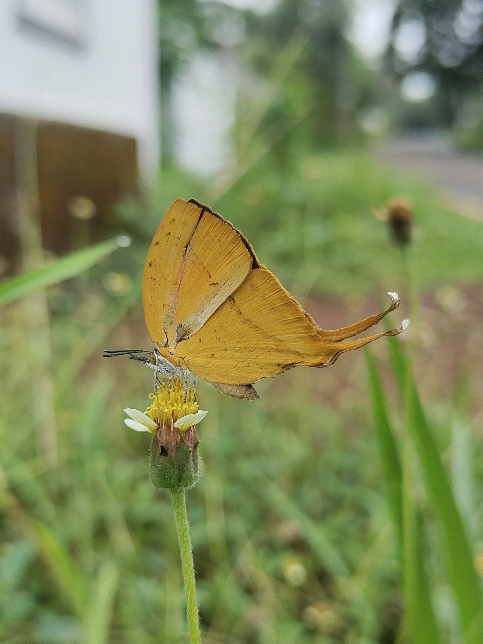 Yamfly
