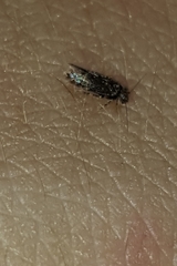 Lepidopsocidae