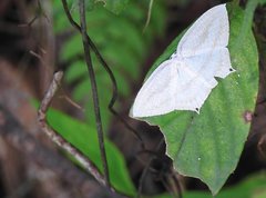 Acropteris ciniferaria