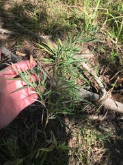 Muhlenbergia glabrifloris