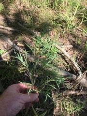 Muhlenbergia glabrifloris