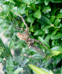 Dolomedes albineus