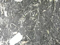 Lycosa erythrognatha