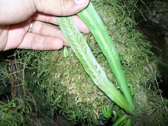 Scoliosorus ensiformis