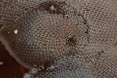 Corambe
