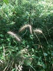 Elymus villosus