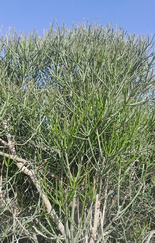 Euphorbia nubica