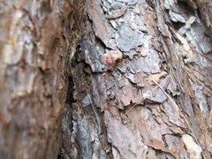 Dendroctonus