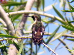 Chaetocercus mulsant