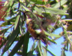 Chaetocercus mulsant