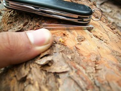 Dendroctonus