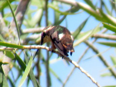 Chaetocercus mulsant