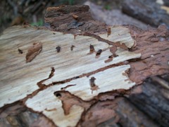 Dendroctonus
