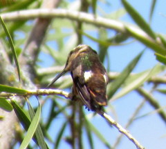 Chaetocercus mulsant