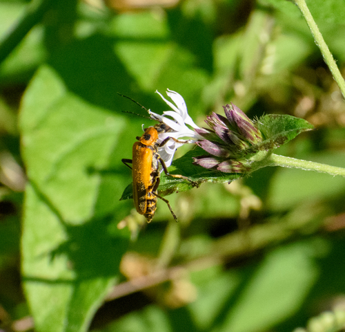 Photo of Goldenrod Soldier Beetle