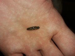 Conoderus semimarginatus