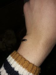 Conoderus semimarginatus