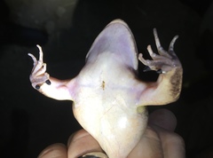 Leptodactylus insularum
