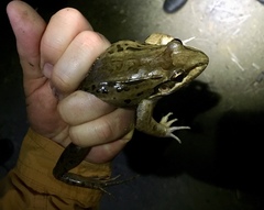 Leptodactylus insularum