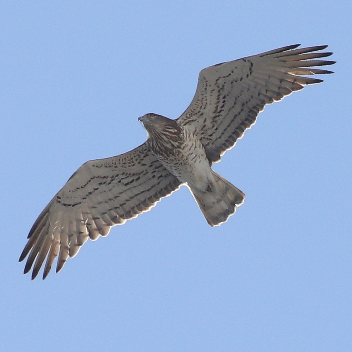 Short-toed Eagle (Circaetus gallicus)