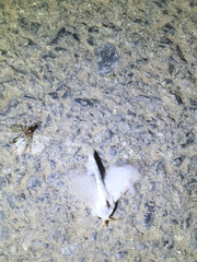 Noctuoidea