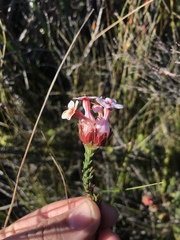 Erica ampullacea
