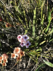 Erica ampullacea