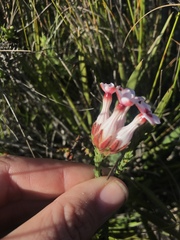 Erica ampullacea