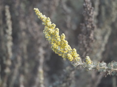 Artemisia pycnocephala