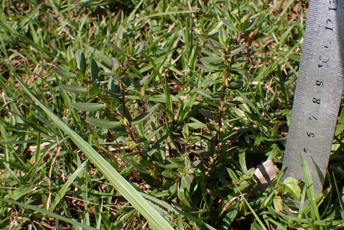 Polygala polifolia iNat (1)