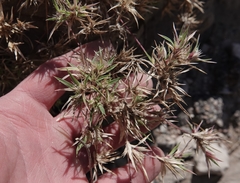 Munroa squarrosa