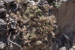 Munroa squarrosa