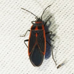 Melacoryphus circumlitus