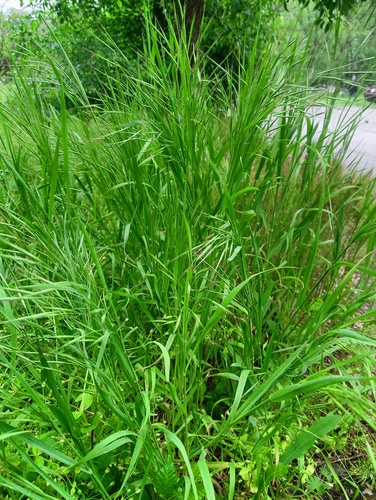 Barren Brome