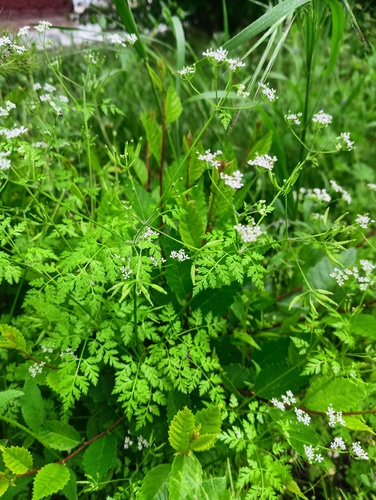Garden Chervil
