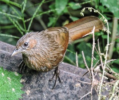 Trochalopteron lineatum