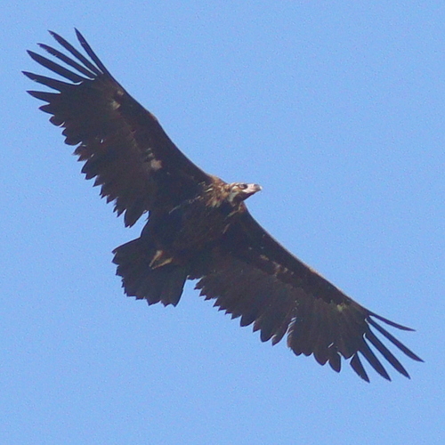 Cinereous Vulture (Aegypius monachus), photo 10