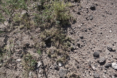 Munroa squarrosa