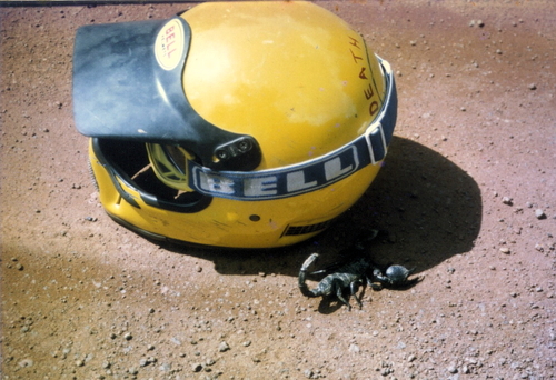 Common Emperor Scorpion