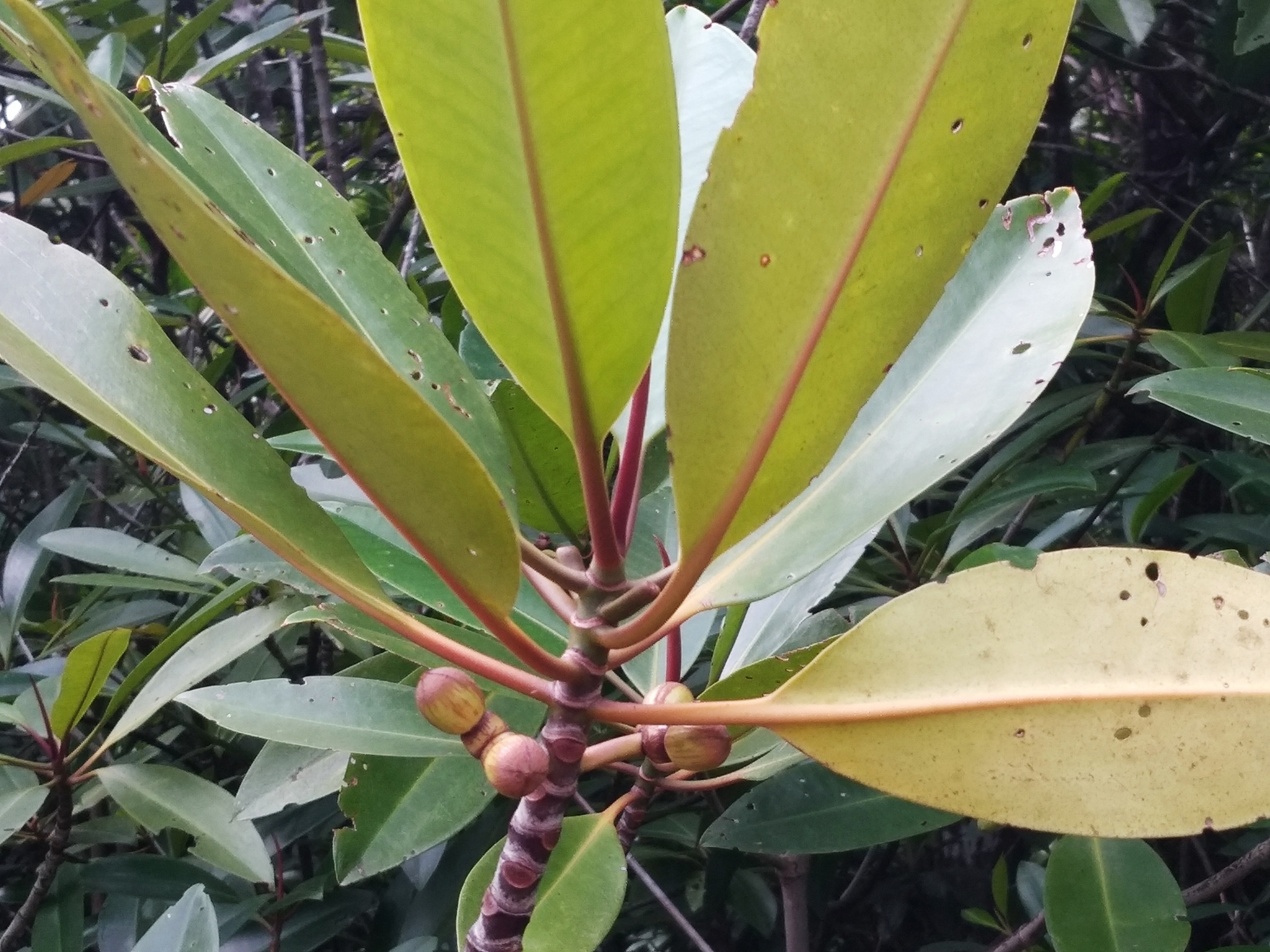 Rhizophora apiculata