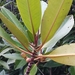 Rhizophora apiculata - Photo (c) Abu Hamas, μερικά δικαιώματα διατηρούνται (CC BY-SA), uploaded by Abu Hamas