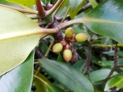 Rhizophora apiculata